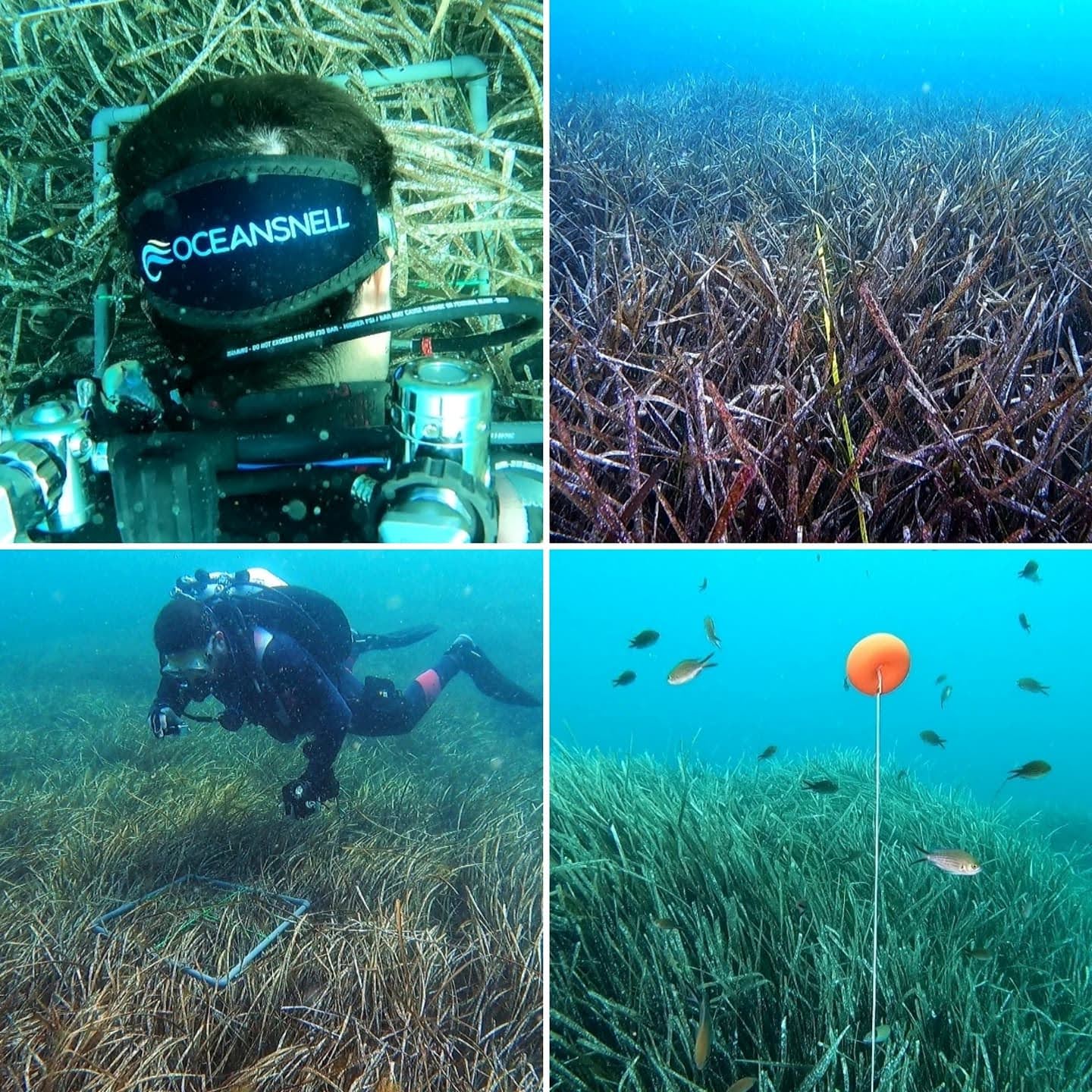  caracterizacin de praderas de Posidonia oceanica